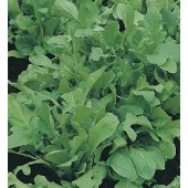 Rucola Organic