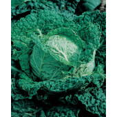 Groentezaden_savooiekool_Savoye_Vertus