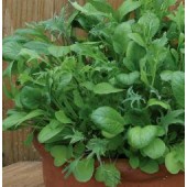Salade_mixed_Mild