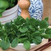 Tatsoi_Pak-choi