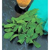 rucola_astro