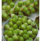 Spruitkool_Evesham_Special