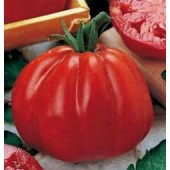 Tomaten_Cuor_di_bue_Pomodoro_vleestomaat 