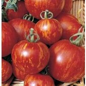 Tomaten_Tigerella_gestreept