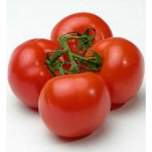 Tomaten_Matina