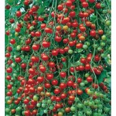 Tomaten_cherry_Sweet_Million