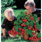 Tomaten_balkontomaat_Minibel