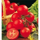 Tomaten_Shirley_F1