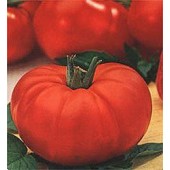 Tomaten vleestomaat Marmande