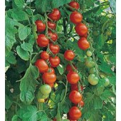 Tomaten_Gardener's_Delight