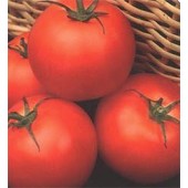 Tomaten_Outdoor_Girl