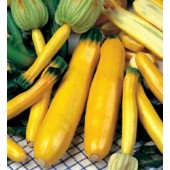 Courgette_Gold_Rush