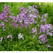 hesperis_damastbloem