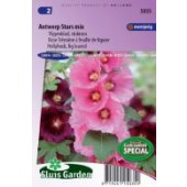 Alcea rosea e Antwerp Stars Mix