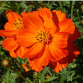 Cosmos sulphureus Orange BIO