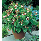 Bonen Stam Pronkboon Hestia Dwarf