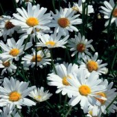 Chrysanthemum_White_Breeze