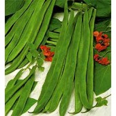 Bonen Stok Pronkboon Scarlet Emperor