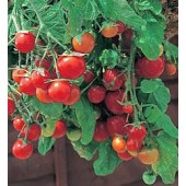 Tomaten_balkontomaat_Tumbling_Tom_Red