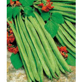 Bonen_Stok_Pronkboon_Lady Di