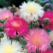 Amberboa_moscata_sweet_sultan_mix