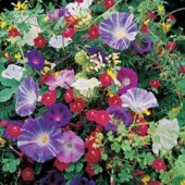 Klimplanten_Mix