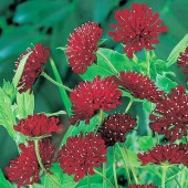 Knautia_Macedonica
