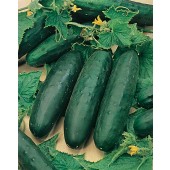 komkommer_marketmore_76_F715