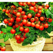 Tomaten balkontomaten Pottomaat Koralik BIO