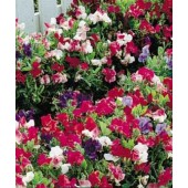 Lathyrus_bijou_Reukerwt