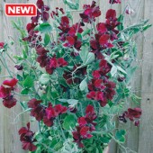 Lathyrus_odorarus_solway_velvet