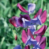 Lathyrus_odoratus_Cupani