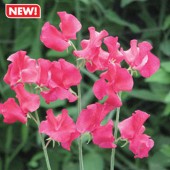 Lathyrus_odoratus_lipstick_F21740