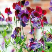 Lathyrus_Matucana.