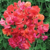 Lathyrus_summler_Sizzler