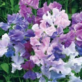 Lathyrus_twilight_siererwt