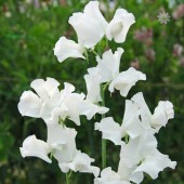 lathyrus_white_ensign