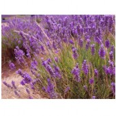 lavendel_officinalis