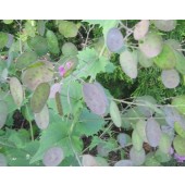 Lunaria_violet