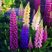 Lupinus polyphyllus Festival Mix