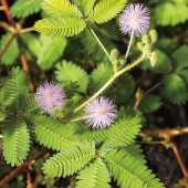 Mimosa pudica lilarose