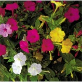 Mirabilis jalapa Mix