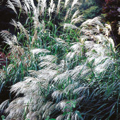 Miscanthus sinensis Early Hybrids 