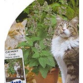 Nepeta_catania_Wild_Kattekruid