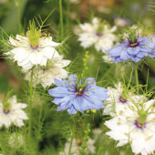 Nigella damascena Love in a Mist BIO