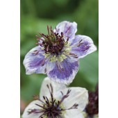 Nigella_delft_blauw_J23280