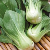 Pak_choi_green Revolution