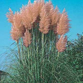 Cortaderia selloana Pink Feather roze