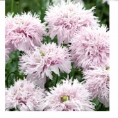 Papaver_bolpapaver_lilac_Pompom