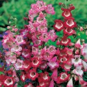 Penstemon_sensation